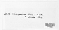 Cladosporium fumago image